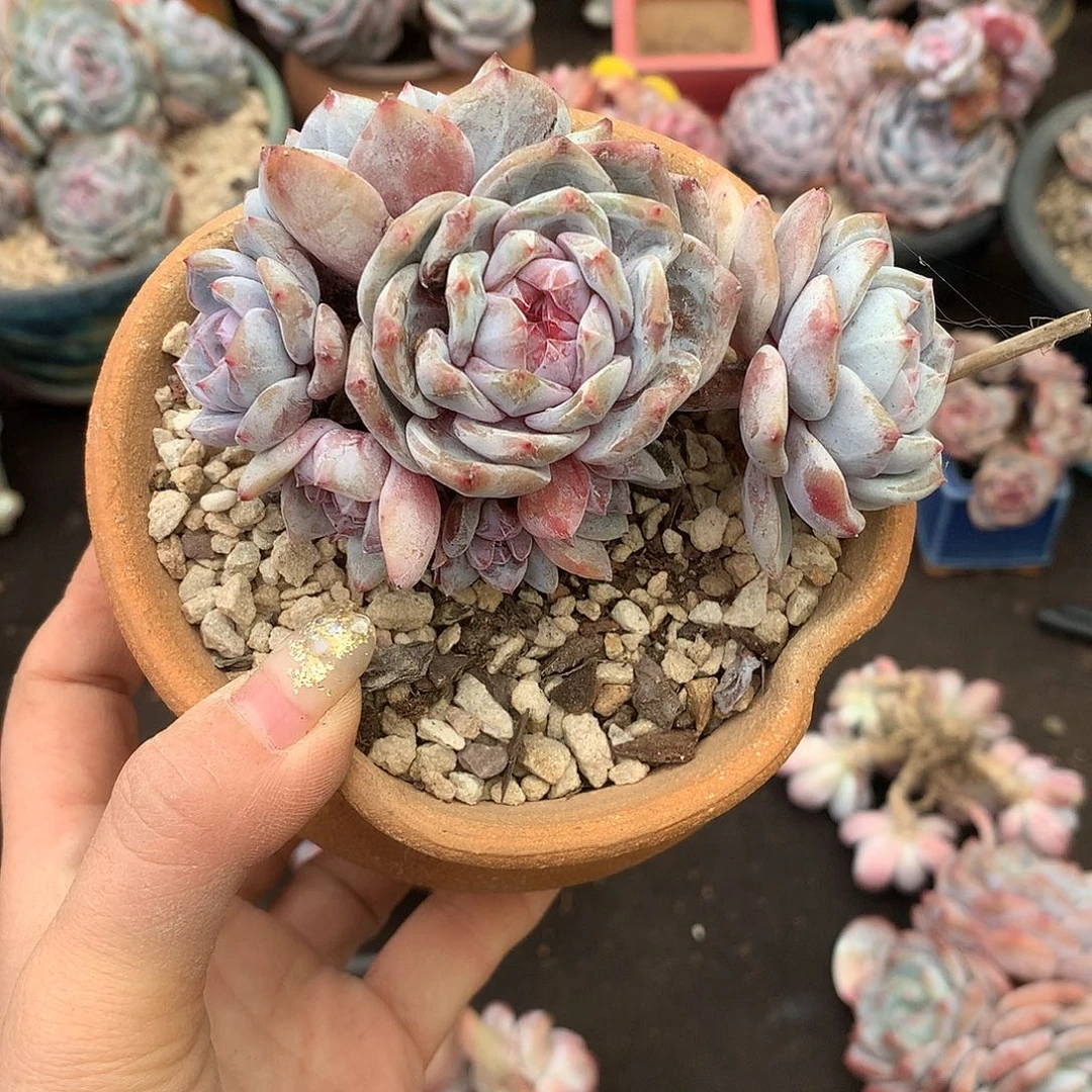 哈哈哈哈哈哈哈哈石榴籽