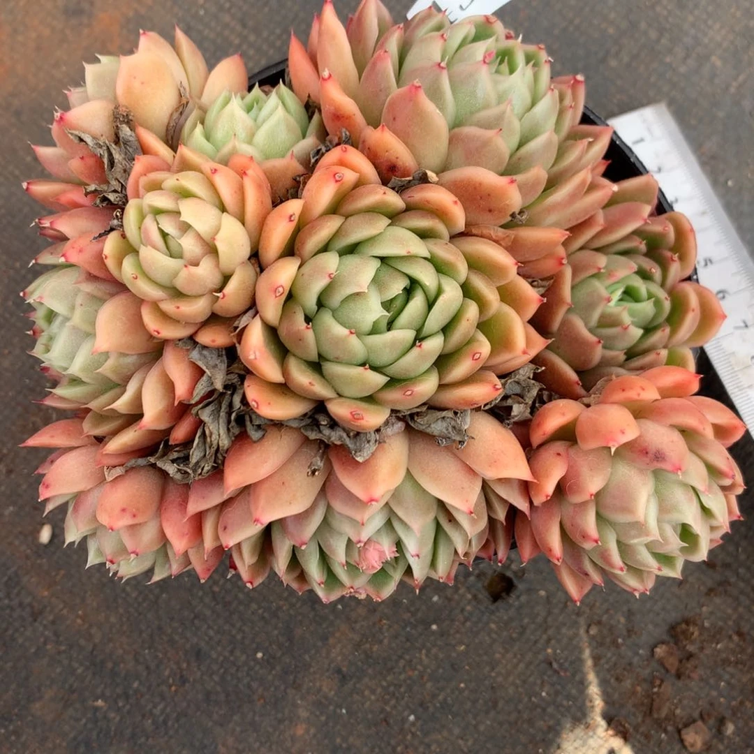 4328杂交精品基地14厘米