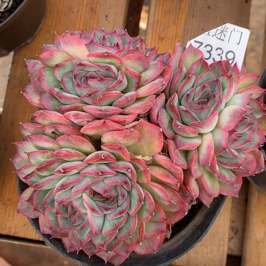 我***木杂交精品多肉7339~12厘米