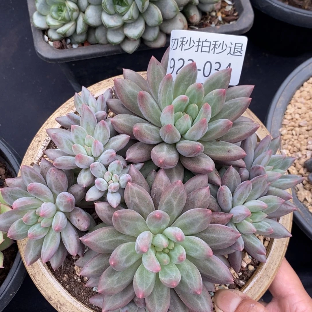 勿秒拍秒退 923-34红蜻蜓