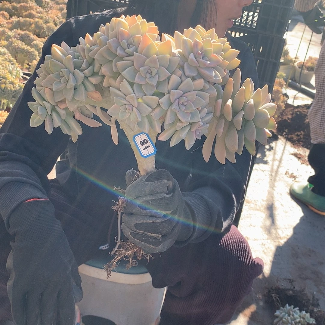 81淡雪缀 一物一拍