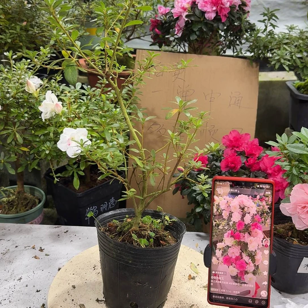 全部花苞好月杜鹃花