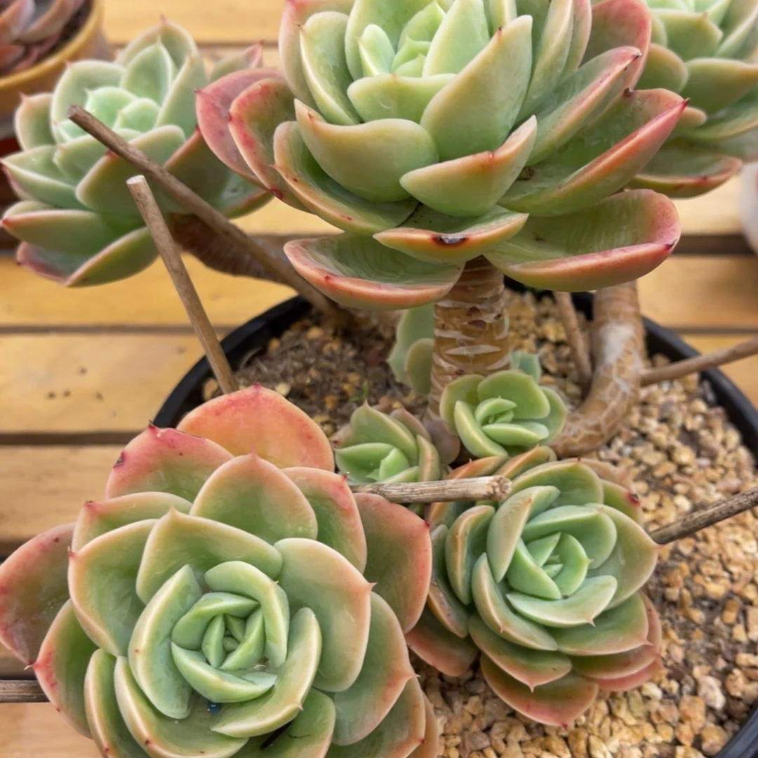 Z***73737388383383553