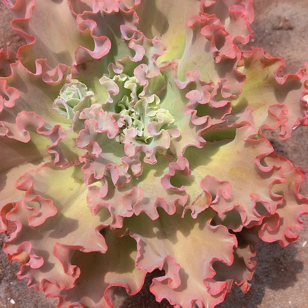 高莎之翁 大包菜