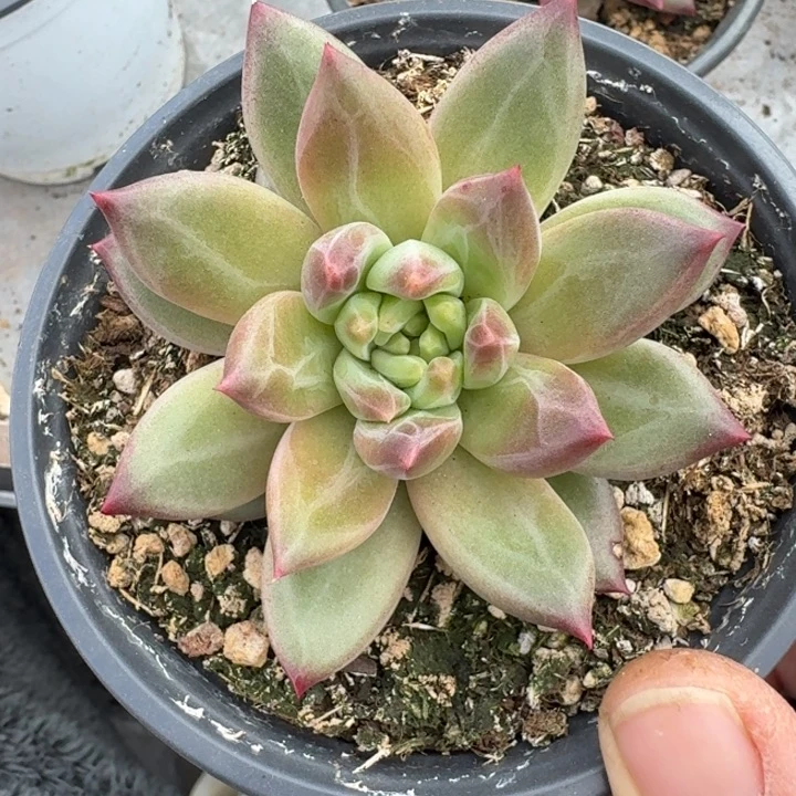 美人杂交 一物一拍