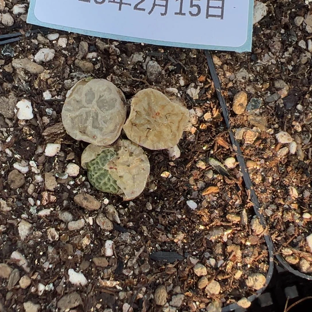 15-52量拍超级烧麦一颗。多肉