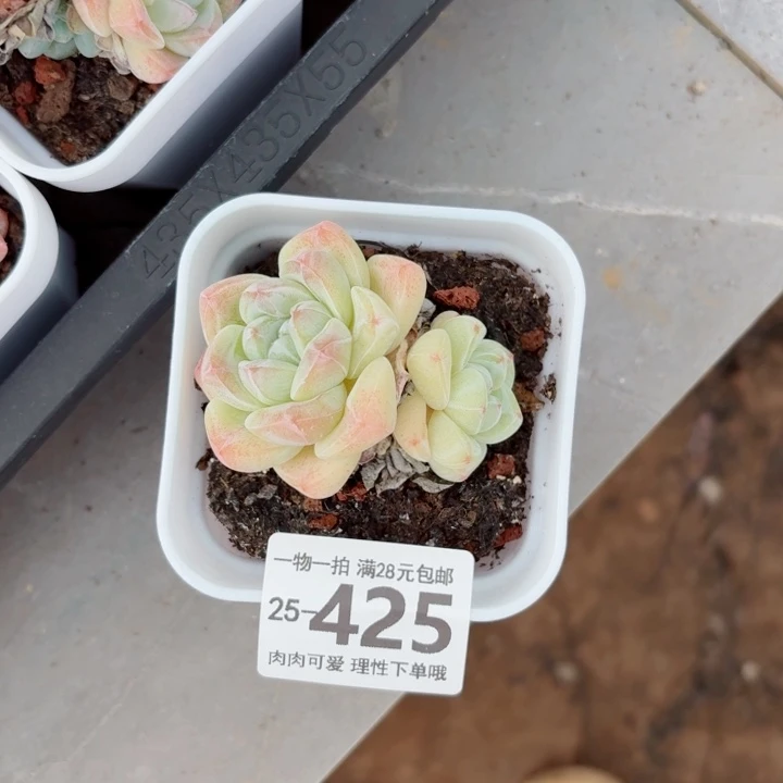 寒***客冰玉无盆土发货多肉