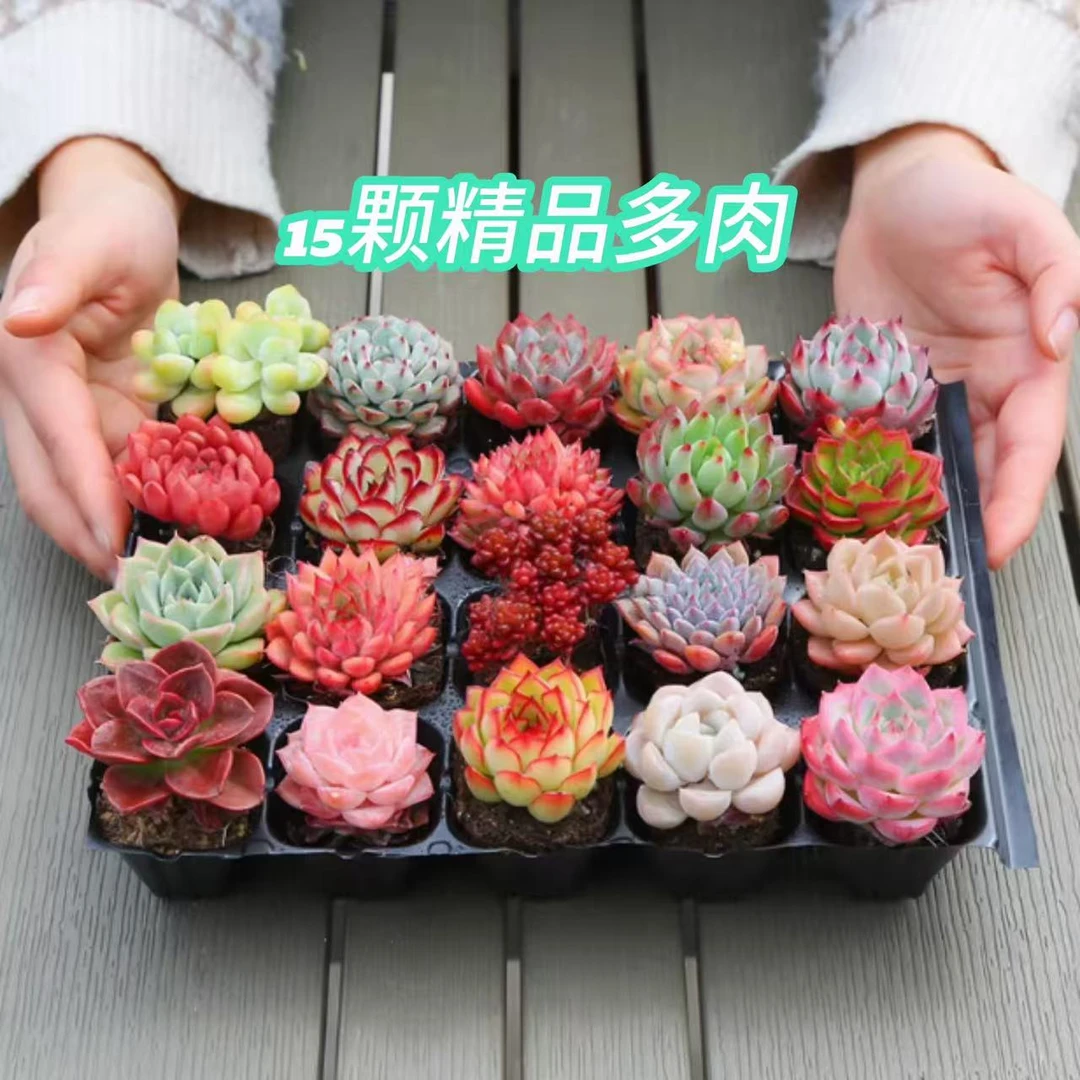 15颗精品多肉组合 多肉植物