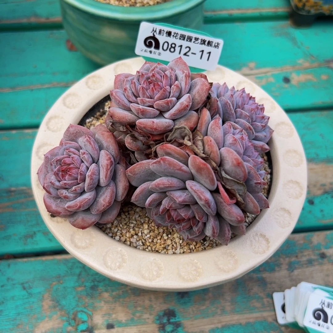 多肉一物一拍0812-11