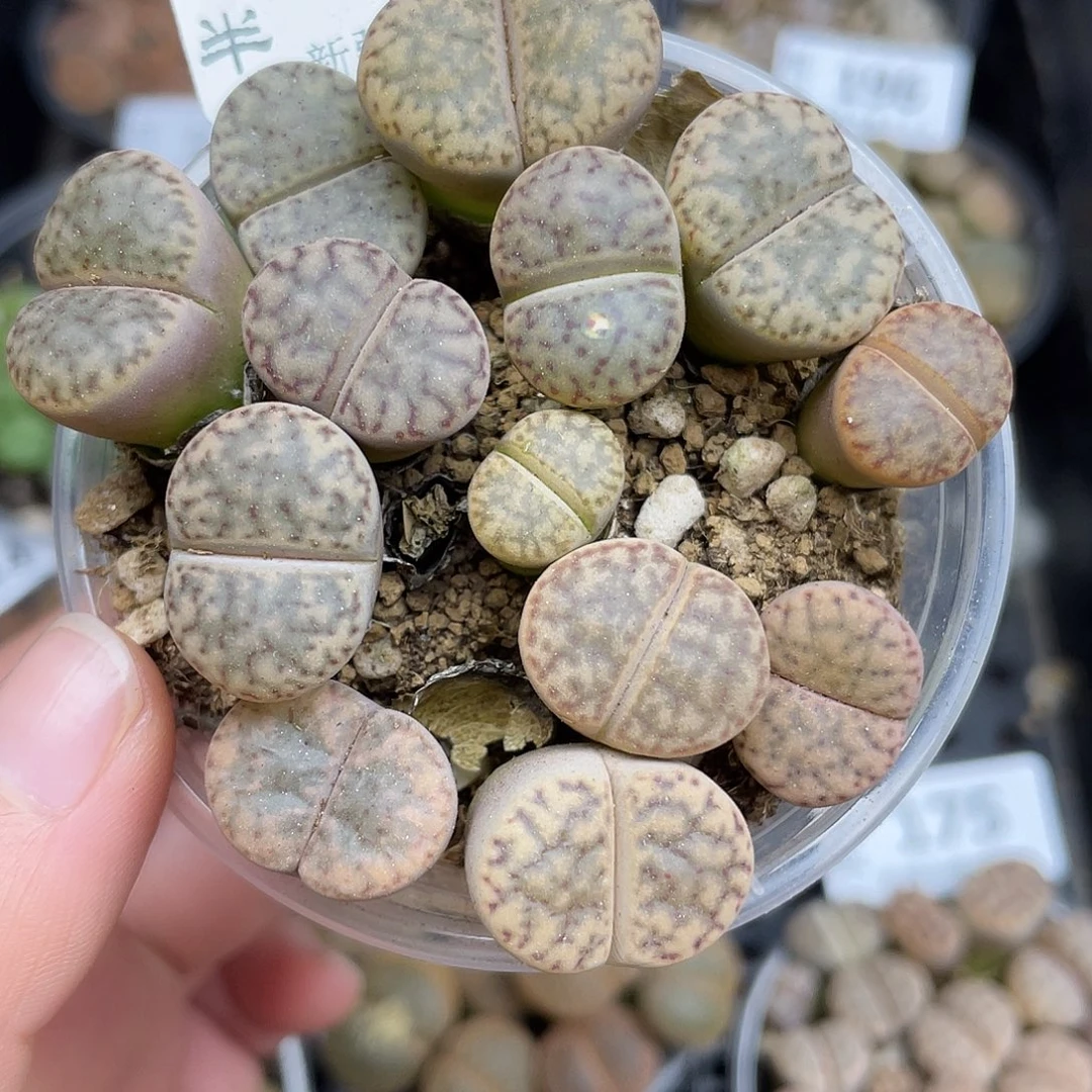 71700000花花花花花花花