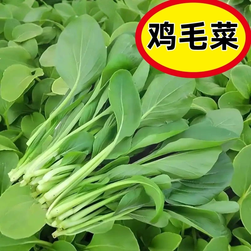 上海鸡毛菜种子速生小油菜上海青鸡毛菜种孑小青菜蔬菜种孑盆栽