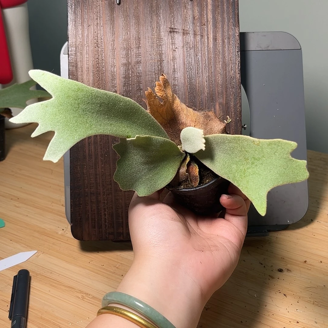 蓝皇后交kozaru交蓝精灵杯苗184