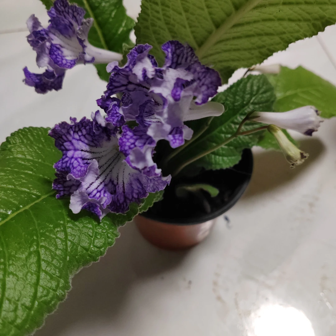 菫兰一盆包邮到家