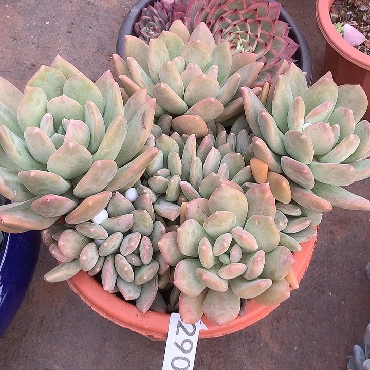 290海洋之星一物一拍多肉