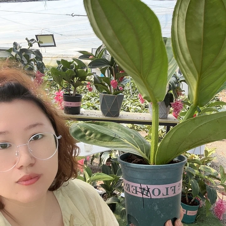 小***提荷兰进口宝莲灯花花
