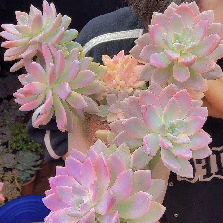 &****&淡雪锦多肉植物好看