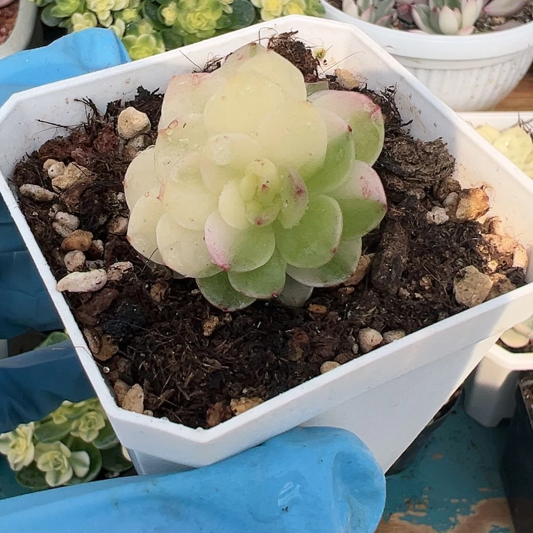 麦秆锦，多肉植物