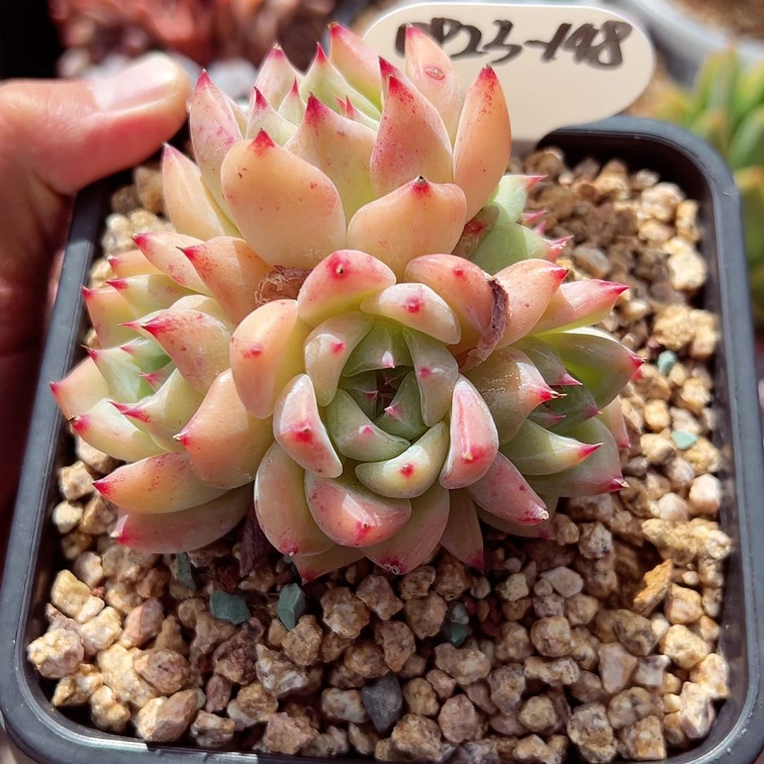 0923-148白拉糖群