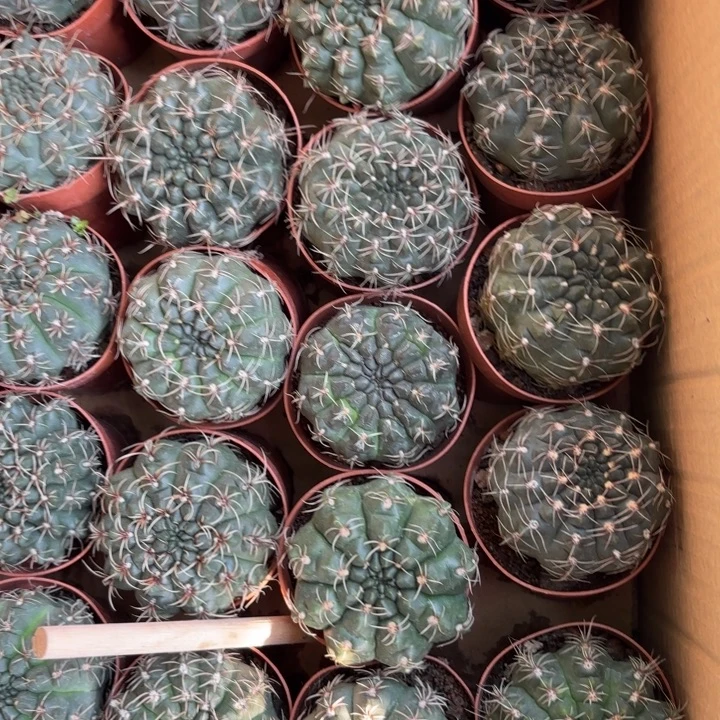 二个实生菲花玉开花机器择优发