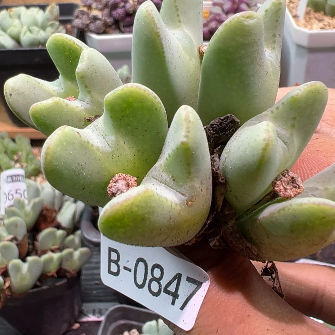 多肉植物111111111111