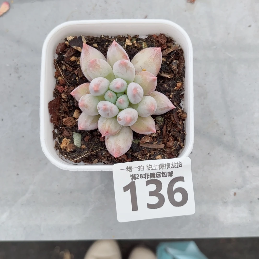 所罗门单头无盆土发货