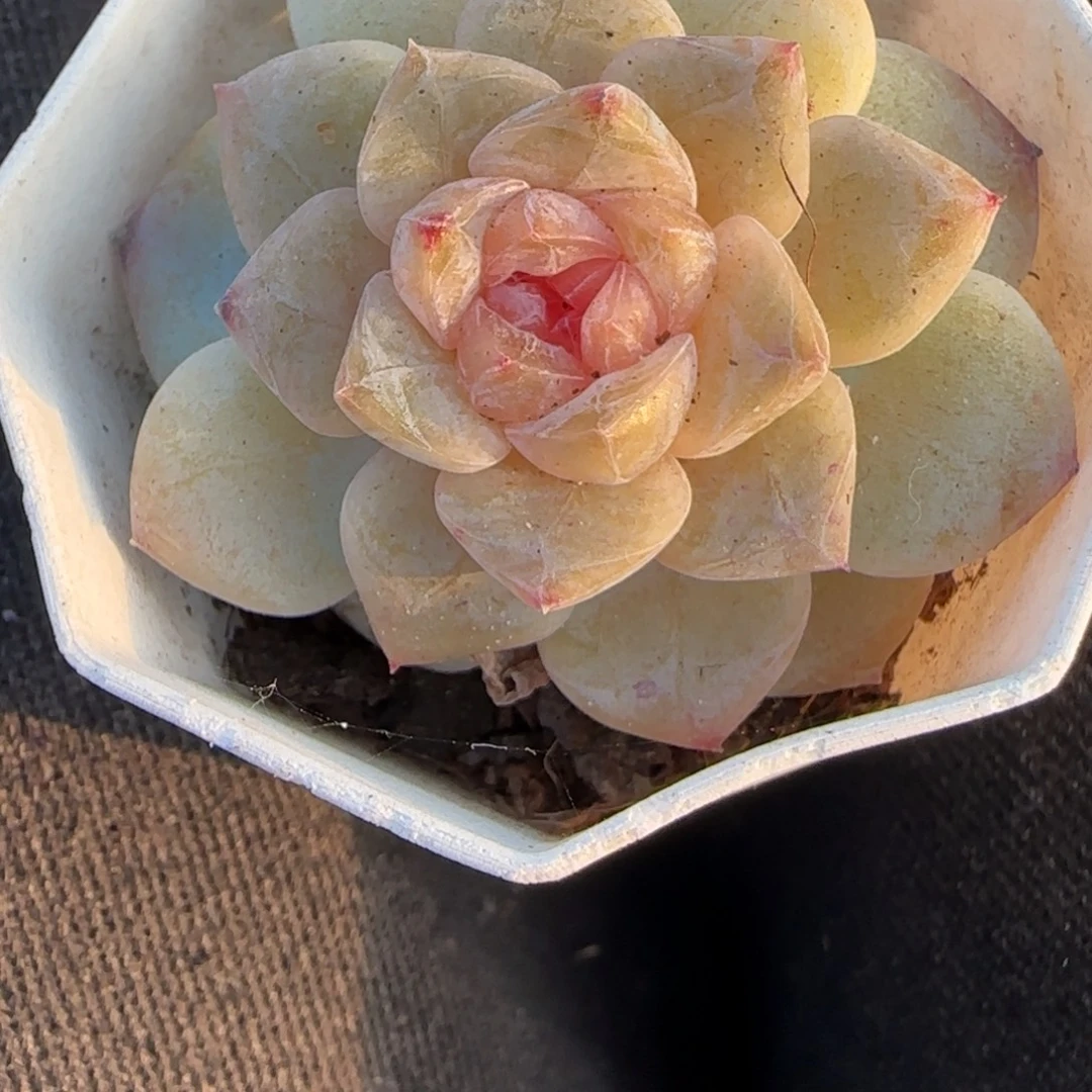 小卡拉米糖心一物一拍