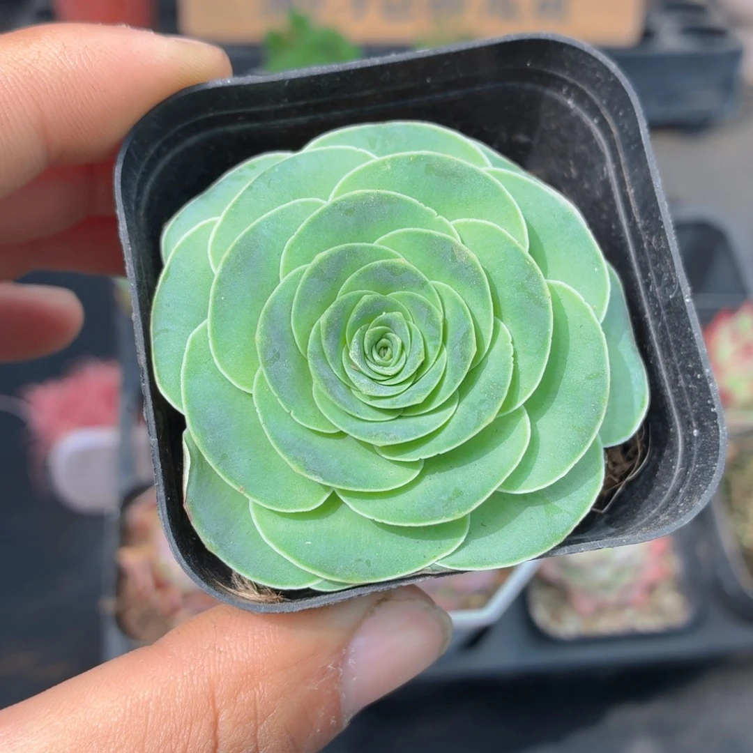 酒杯玫瑰多肉9.9包邮发货