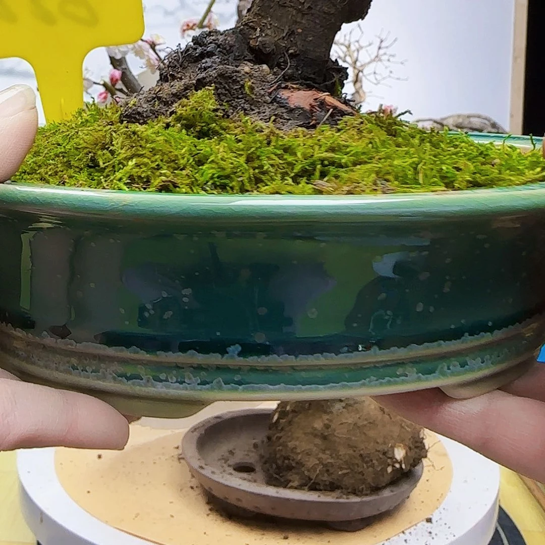 红陶罗****^d g h j k k l