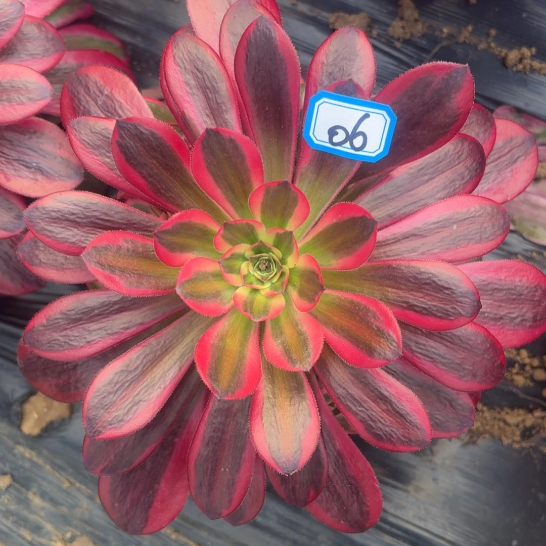 豹纹美杜莎小手捧06