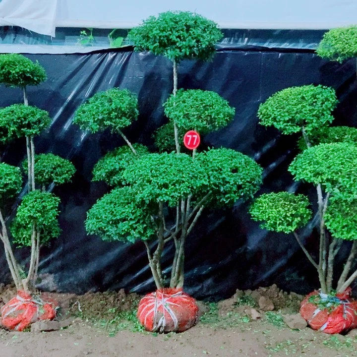 不开花植物一物一图一物一拍
