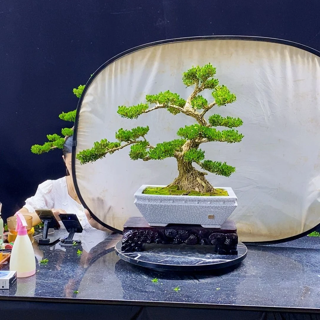无花朵黄杨盆景造型
