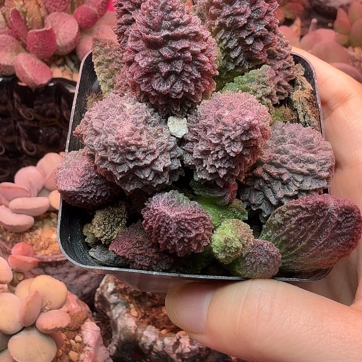 沉***0          朱紫玉。