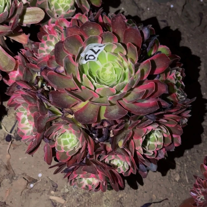 979玉芙蓉多肉植物不售后