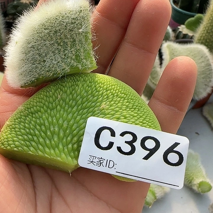 用****8青蛇缀化头396