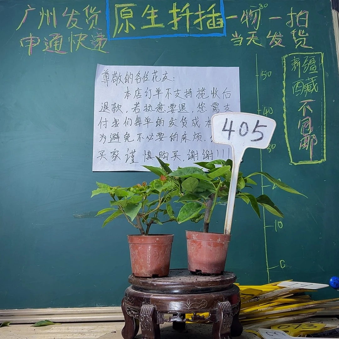 当前无花栽培后可以开花黄玫瑰掌中宝？香港丽人掌中宝405