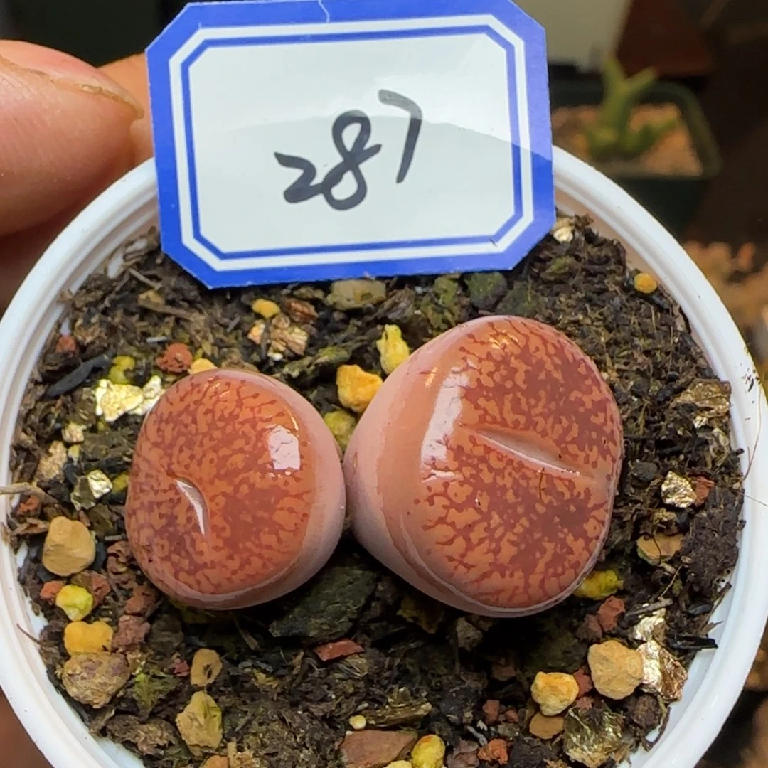 带盆土发货。