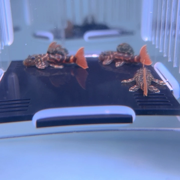 清道夫鱼26-053瑕疵帝王血钻3条