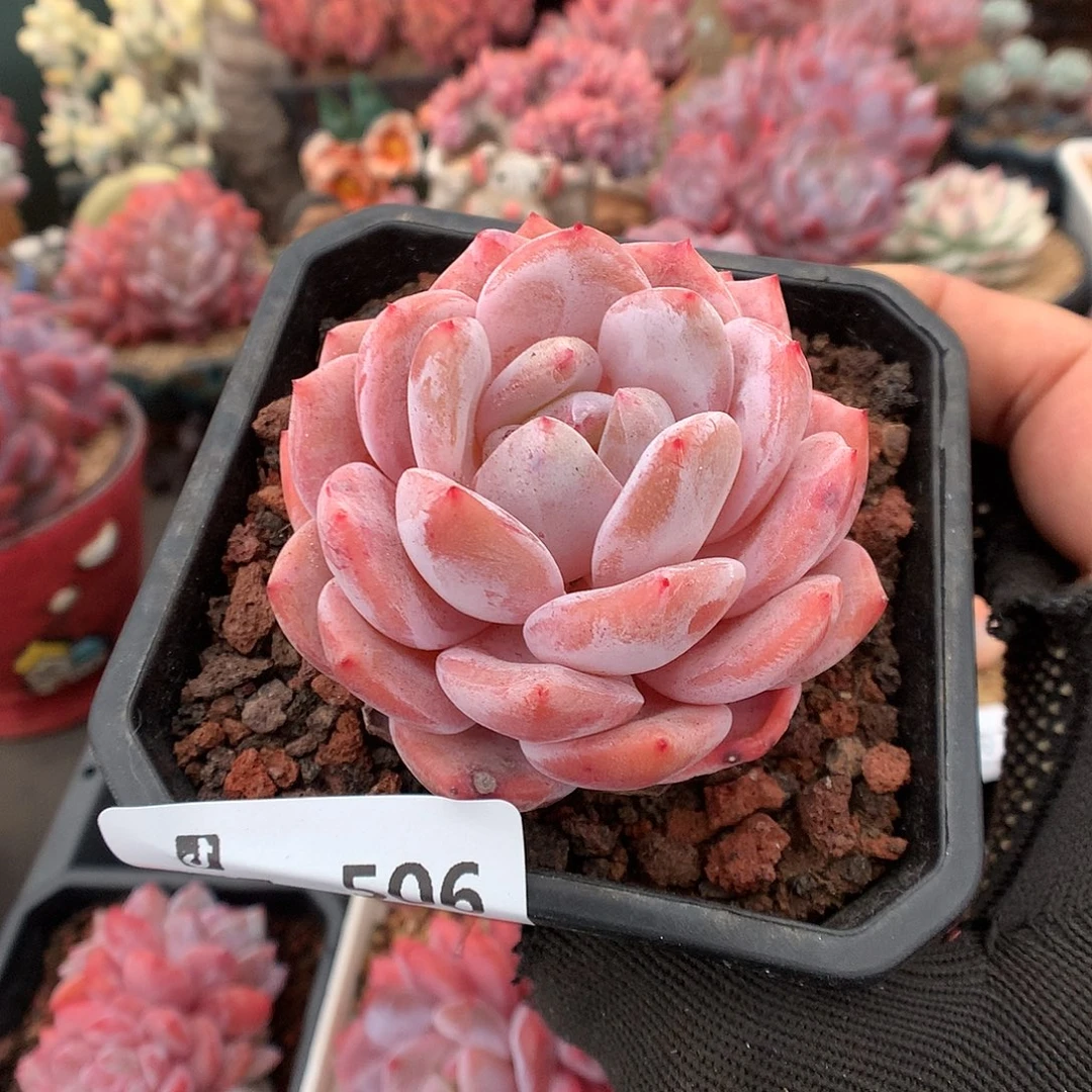 506冰橙多肉植物66666