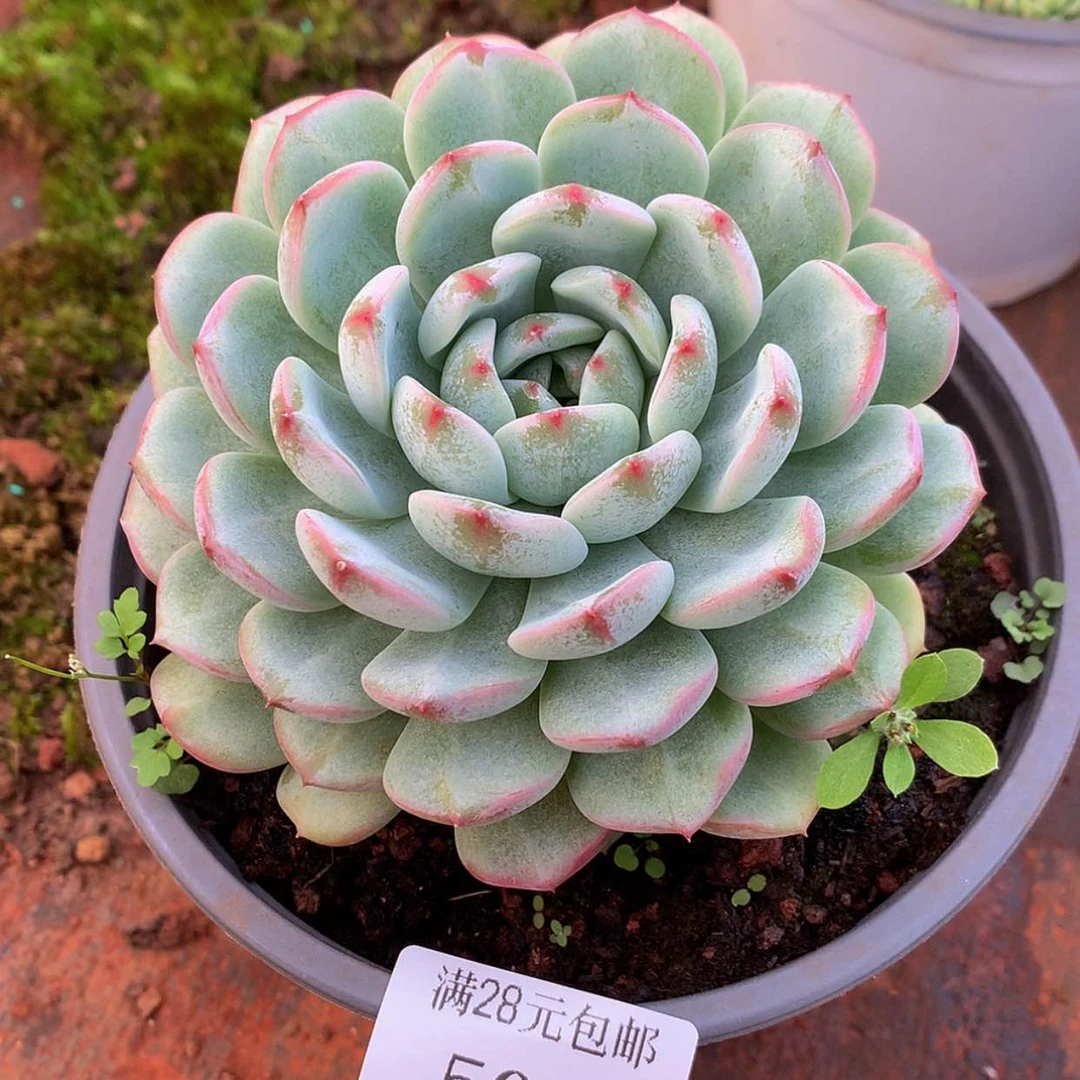 【闪购商品】云506号