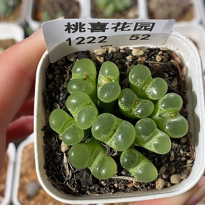 a****卡1222-52-绿眼睛炸裂。