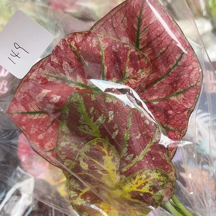 149-0525心跳现货