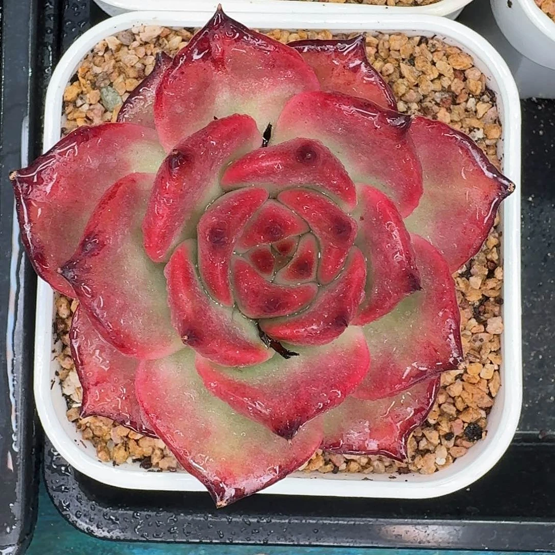 从前慢多肉编号红鲤鱼