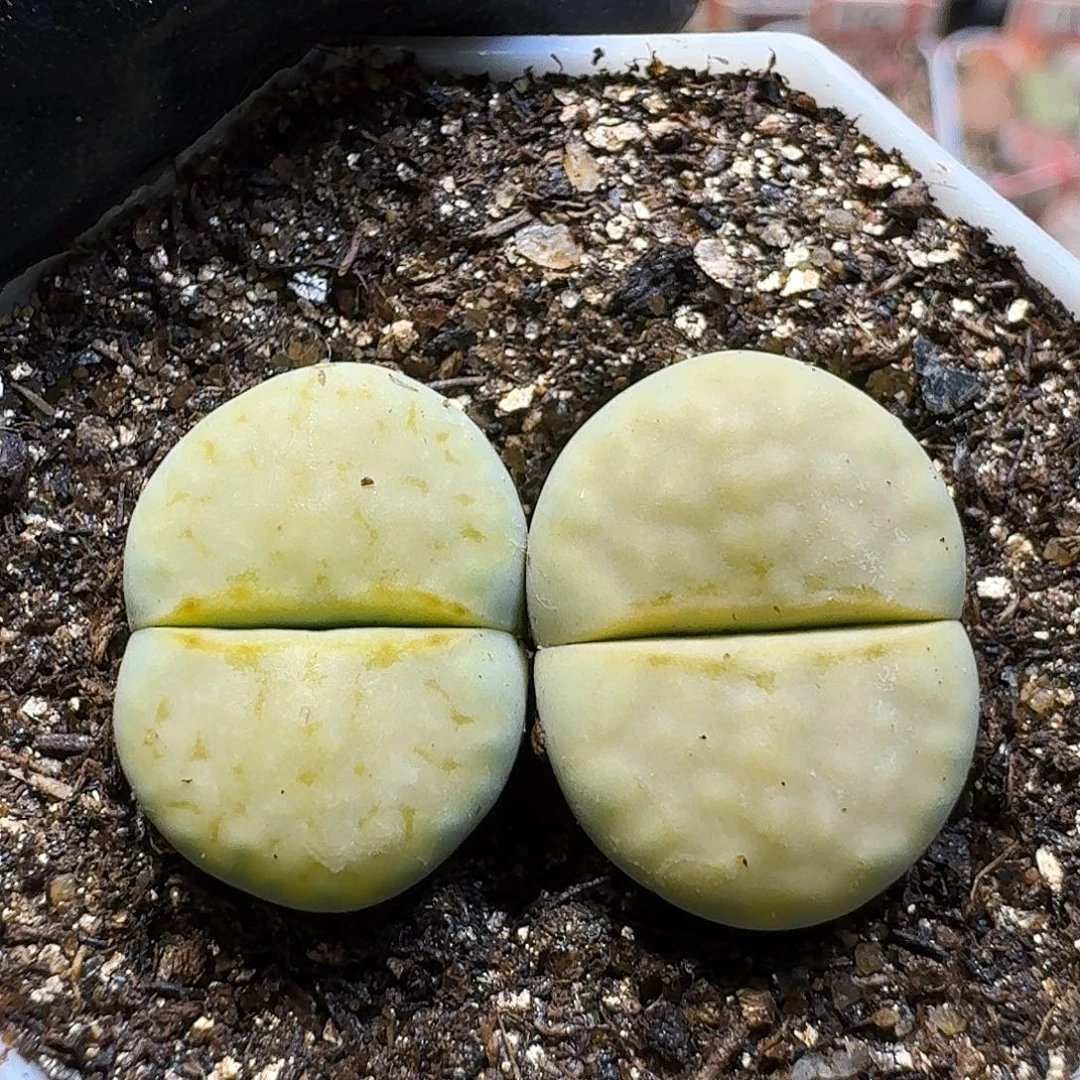 生石花111111。  156