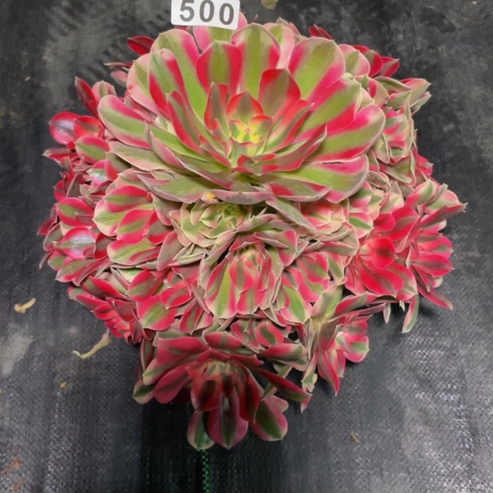 500老庄多肉法师女巫