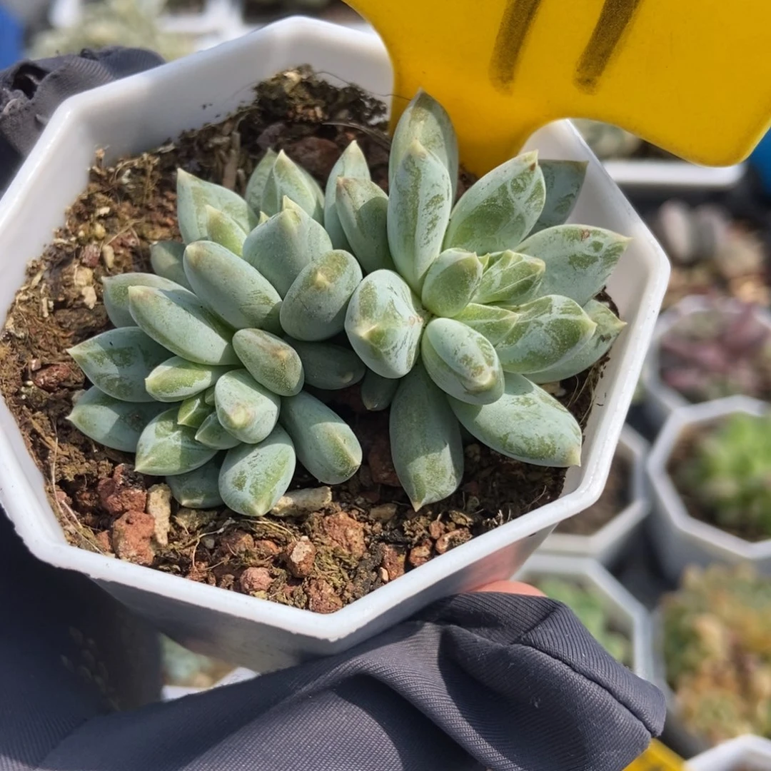 541伊丽莎白多肉植物保护