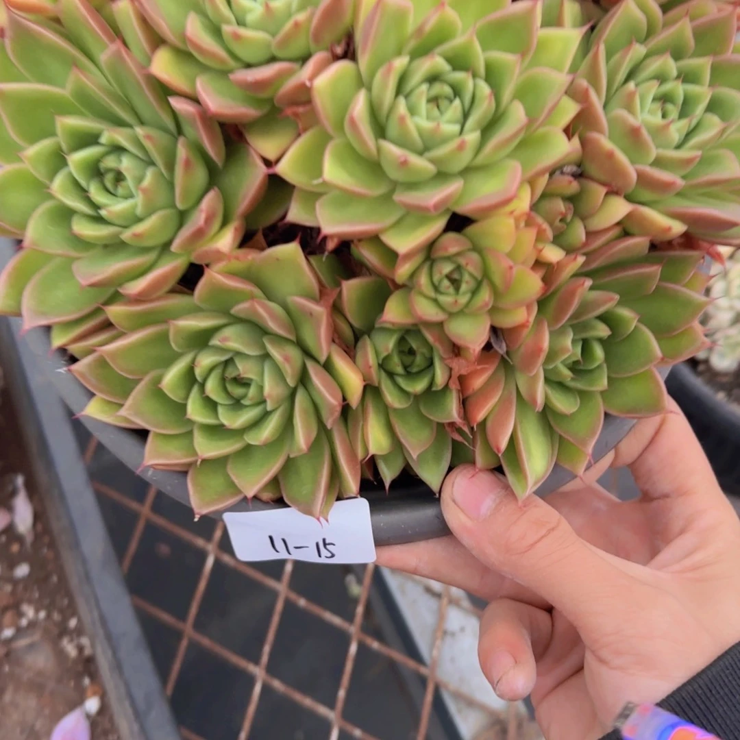 11-15石英东云多肉