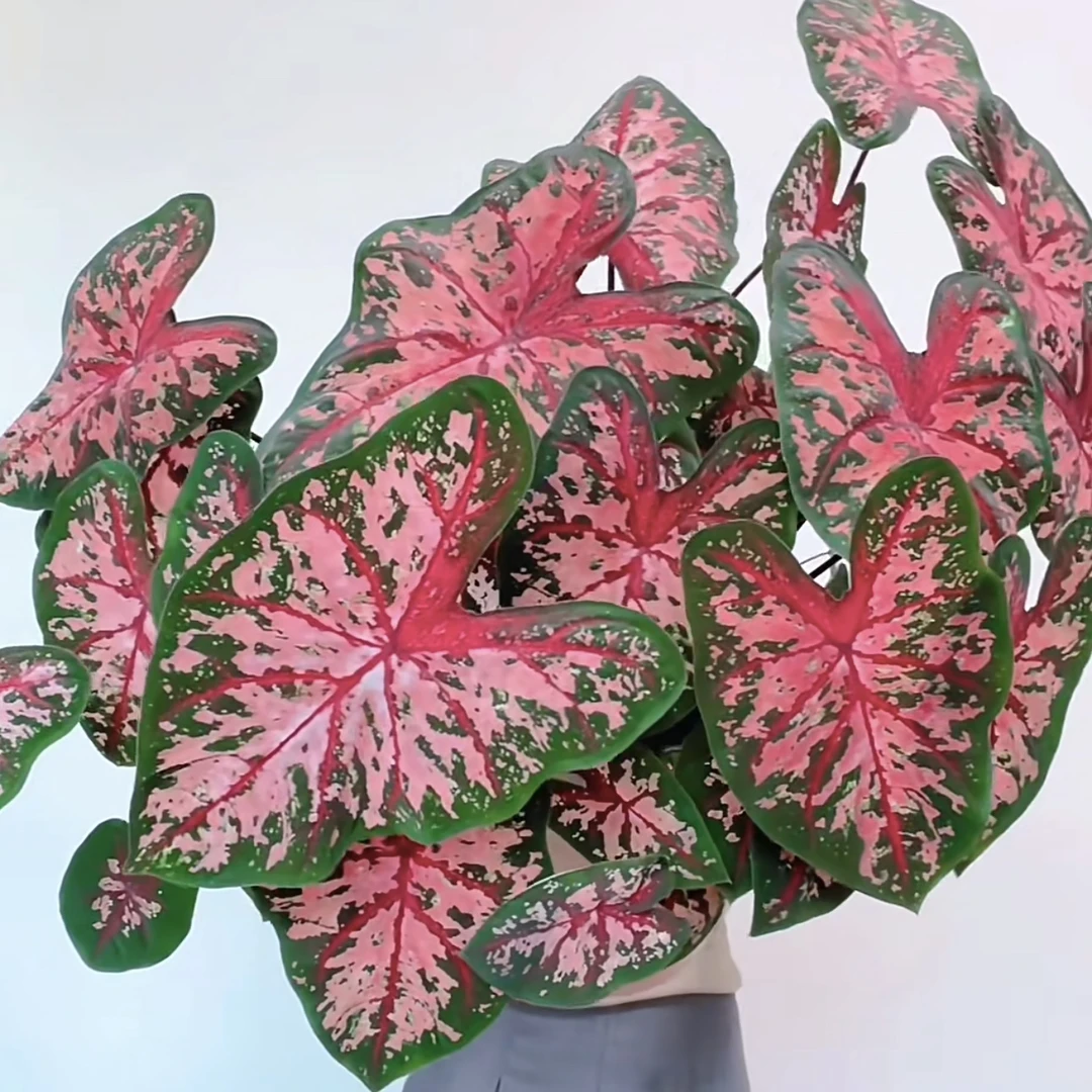 【卡洛琳娜】张扬de美！彩叶芋热植耐热种球多年生懒人绿植ins风