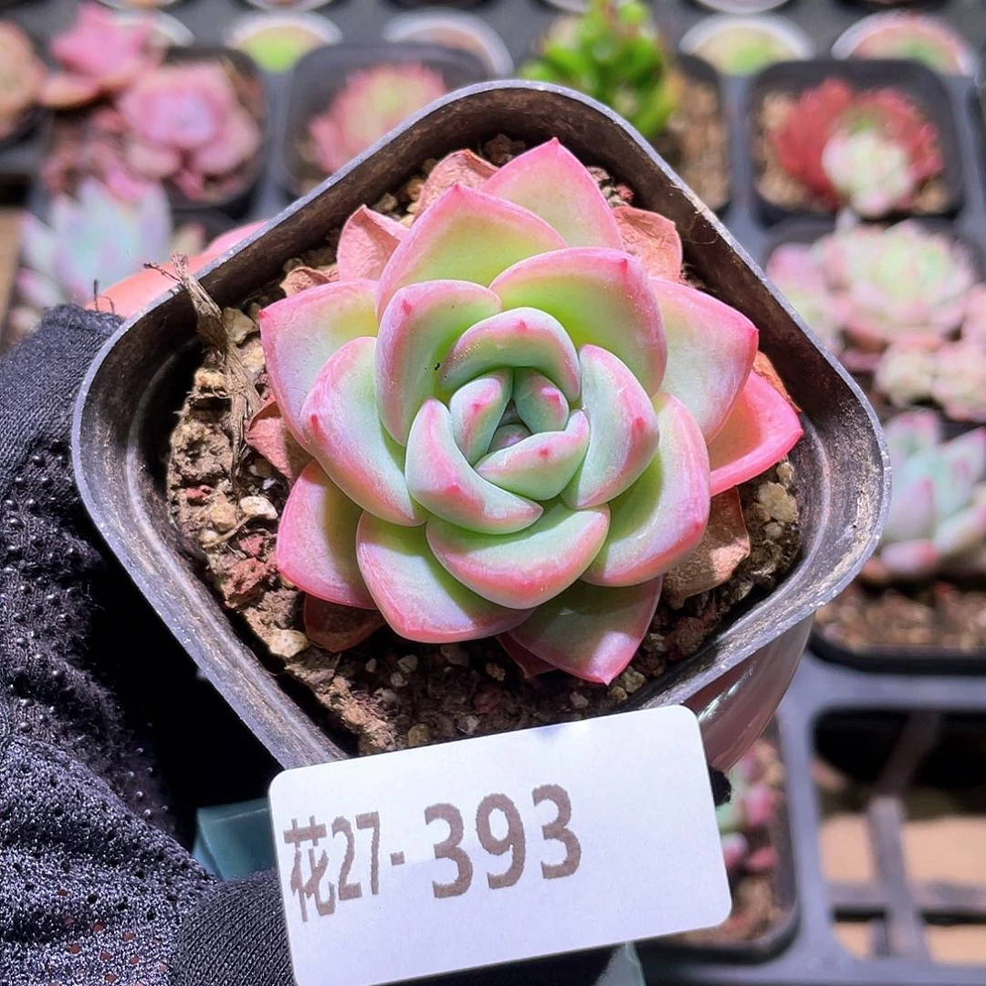 花利美27-393草莓泡芙