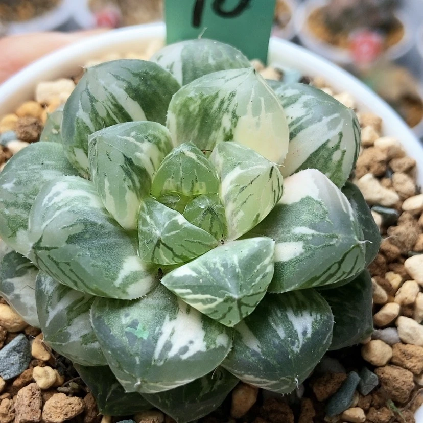 【闪购商品】玛琳10