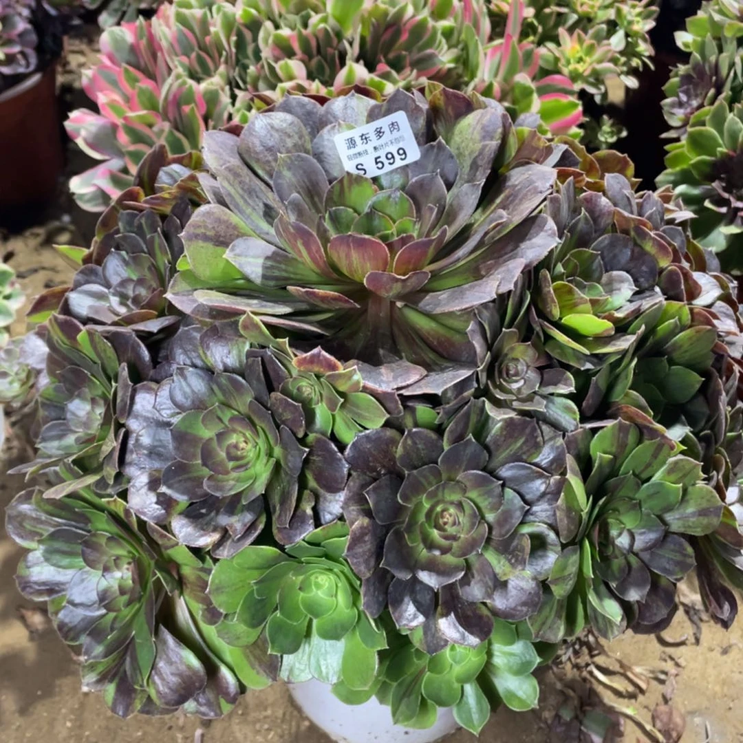 599花月夜多肉法师断枝不包